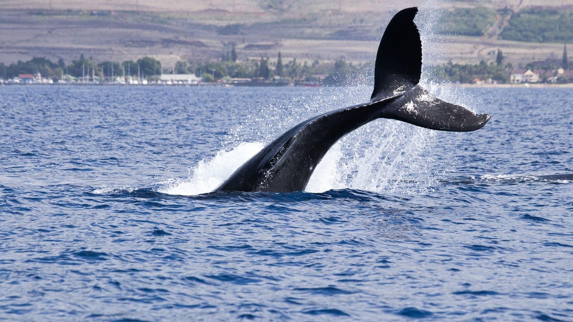 Las ballenas de Bitcoin construyen posiciones largas mientras el financiamiento permanece profundamente negativo