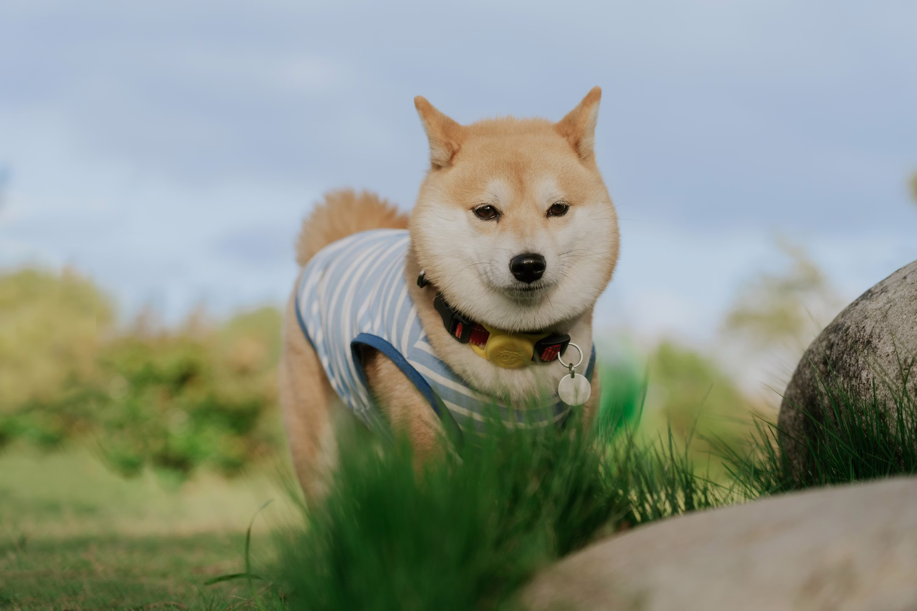 Shiba Inu Coquetea Con El Soporte De $0.0000052 Mientras Crece La Oferta En Exchanges
