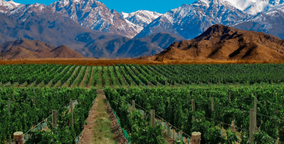 imagen de los viñedos de la provincia de Mendoza, Argentina.
